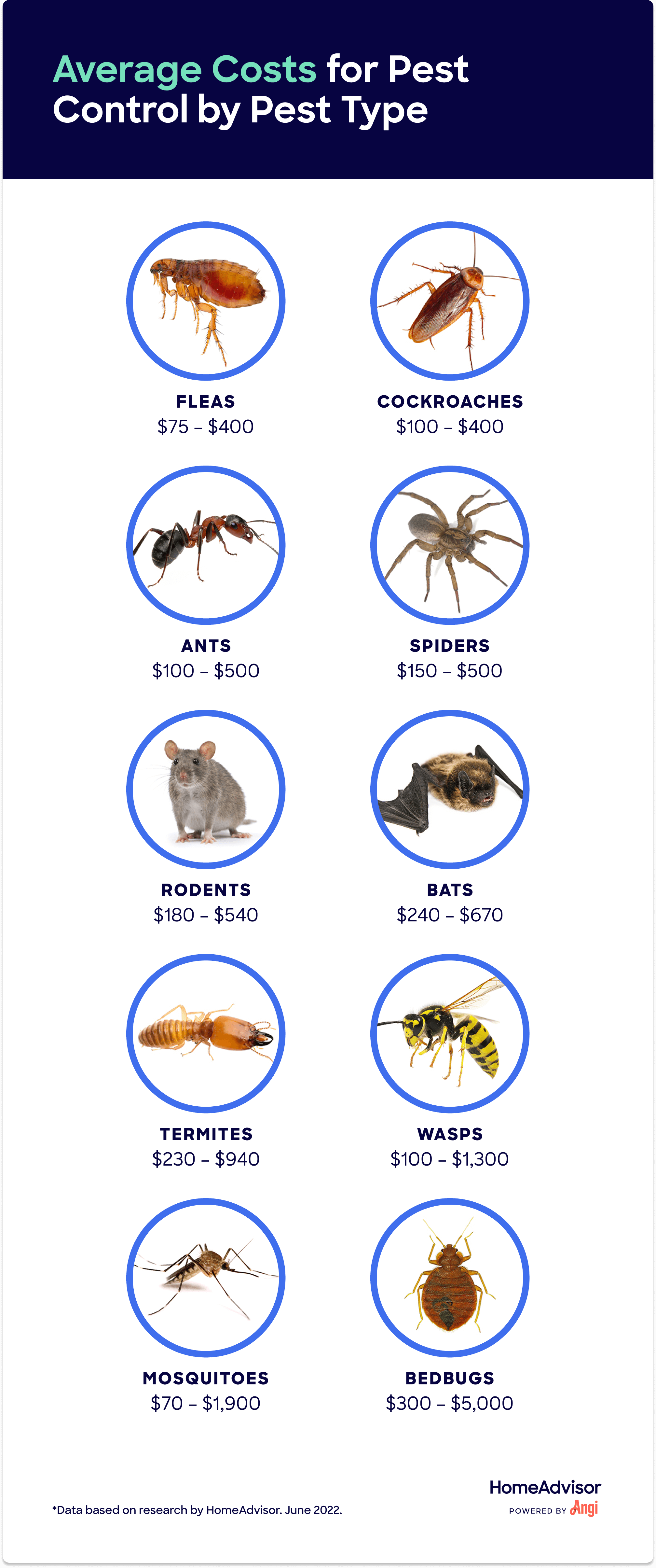 Ant Control And Prevention In Reno