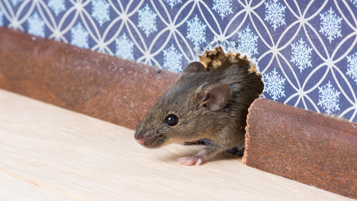 How To Get Rid Of Mice – Forbes Home