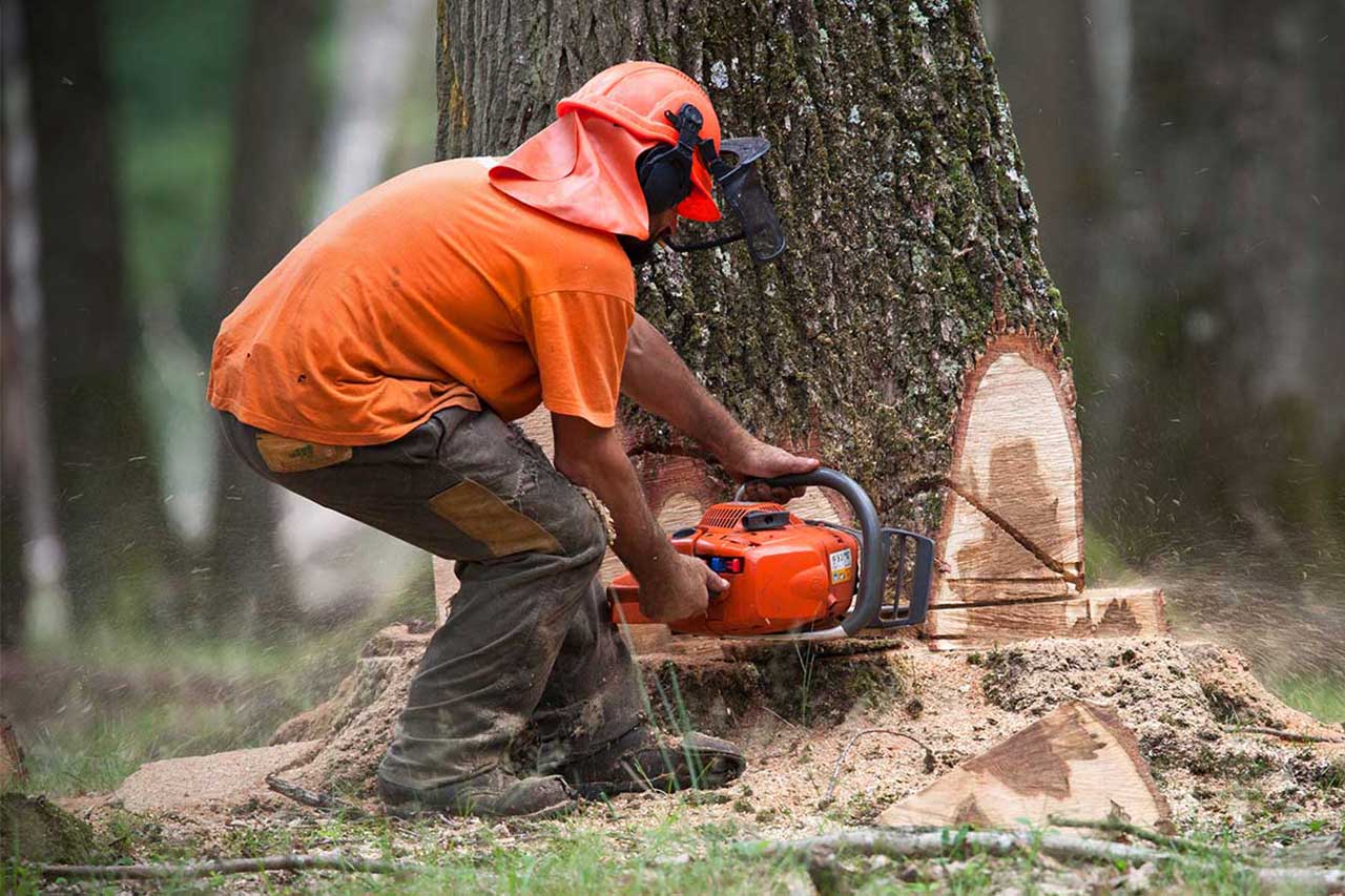 Person Cutting Down Tree 