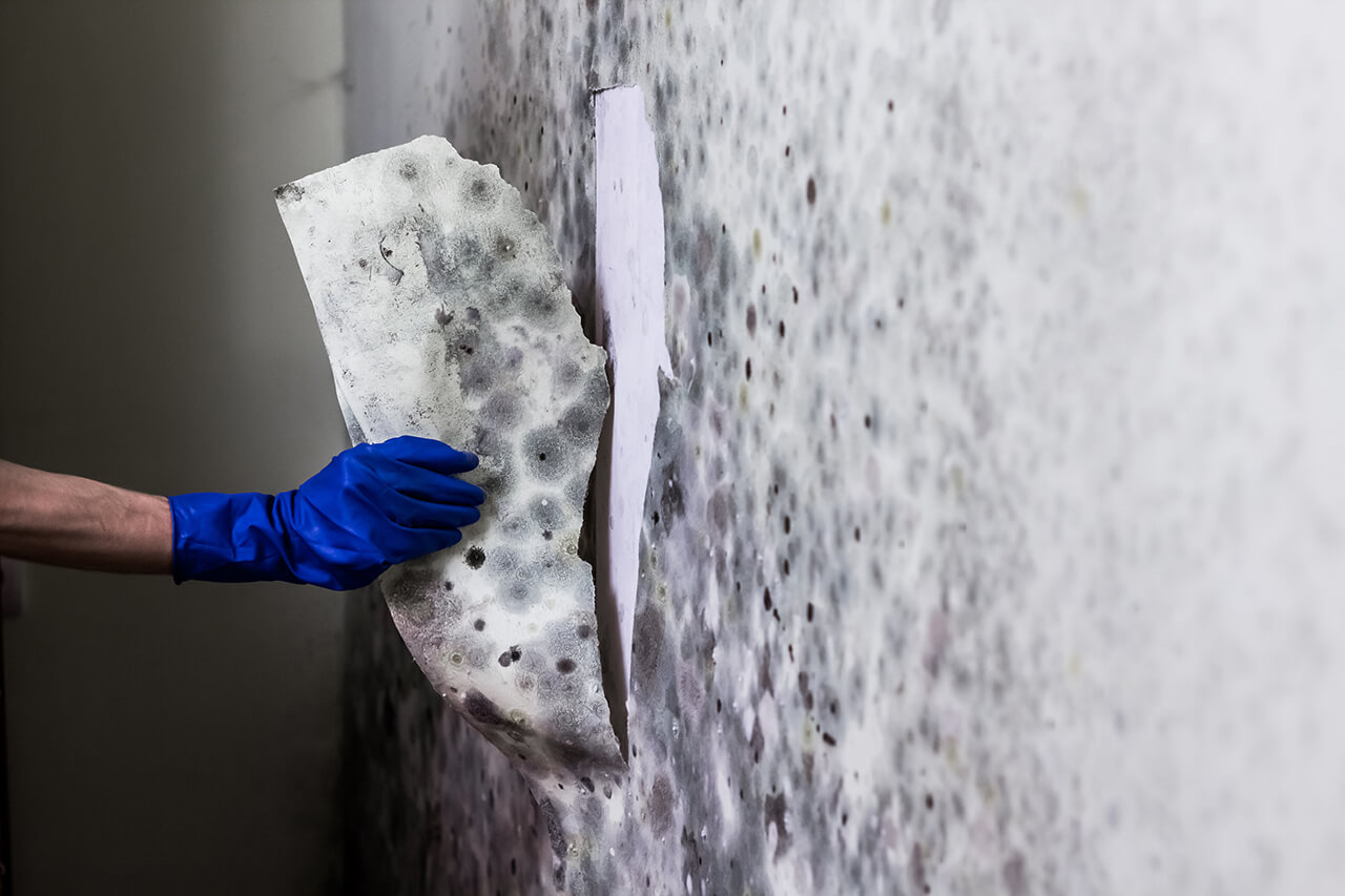 Cost of Mold Inspection: DIY vs Pro