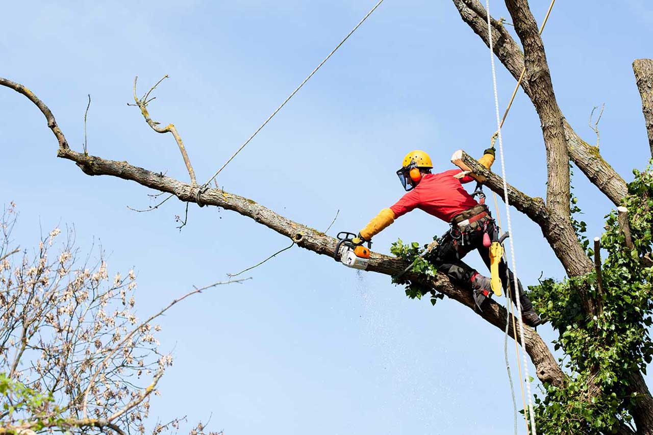 What Is the Average Cost of Hiring an Arborist?