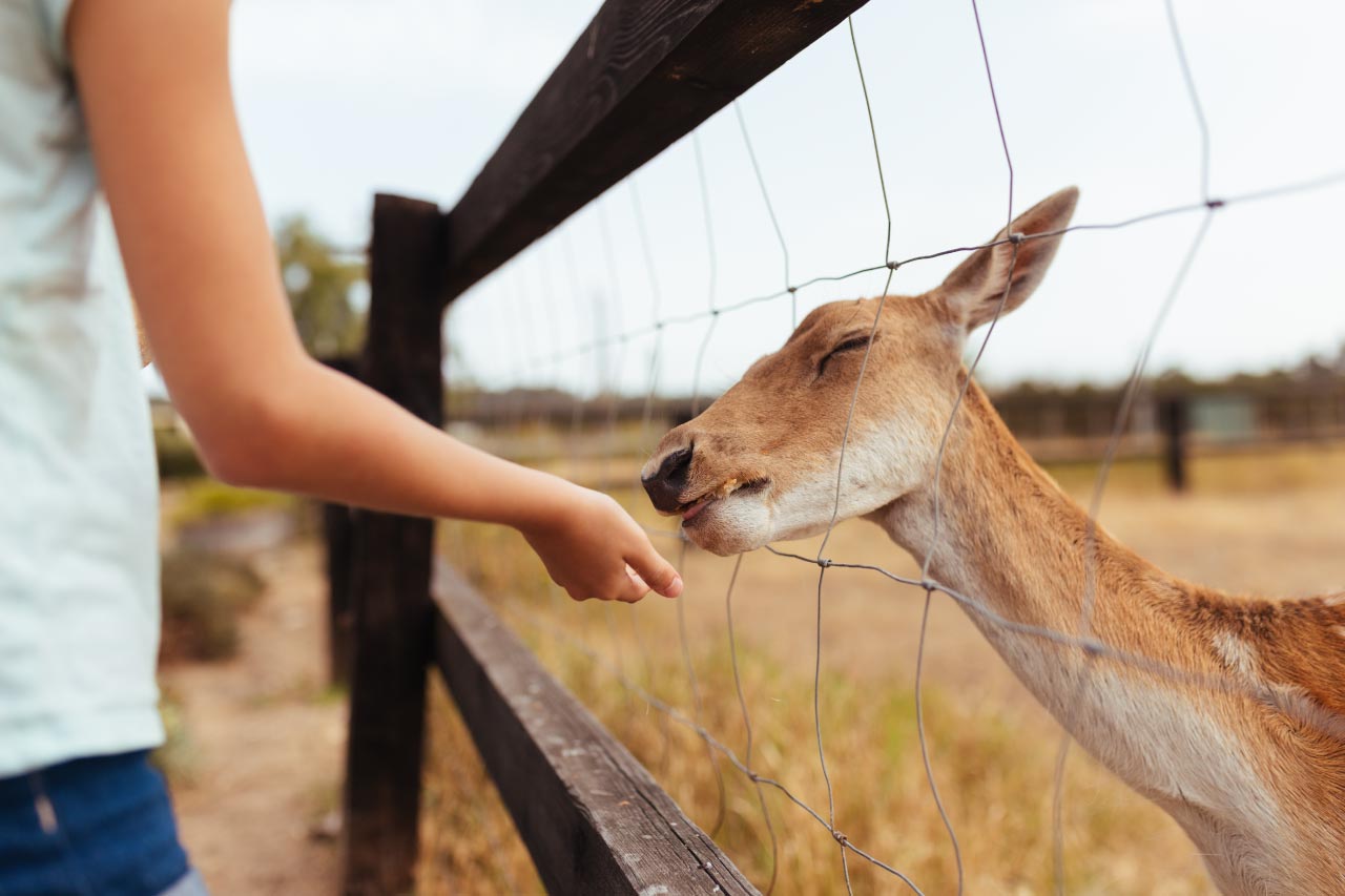 A girl fedding deer through fence