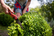 How Much Does Shrub And Bush Removal Cost 