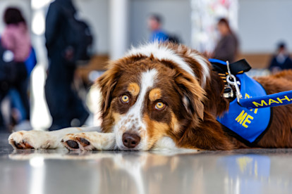 Canine Crew Mahjong 12-10-25 (11 of 25)