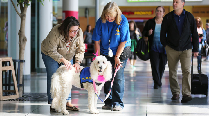 Volunteer-Op -CanineCrew