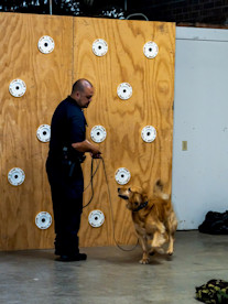 The bond K9 Cali