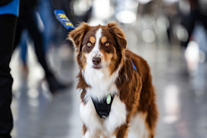 Canine Crew Mahjong 12-10-25 (8 of 25)