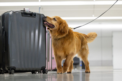 CMPD K9 8-20-25 (8 of 27)