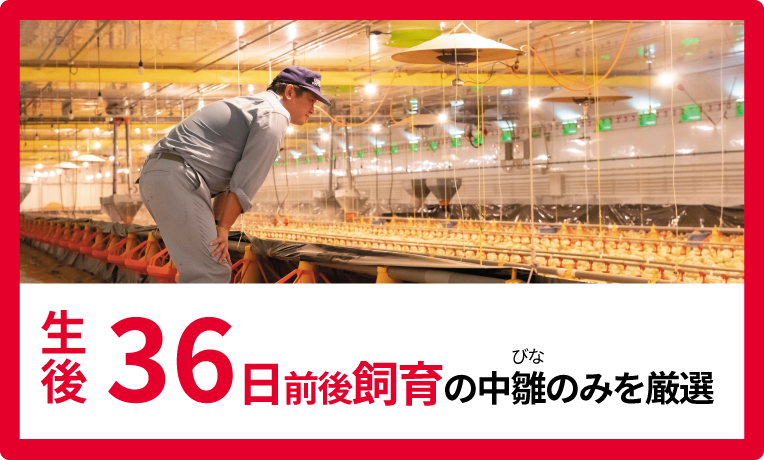 生後36日前後飼育の中雛のみを厳選