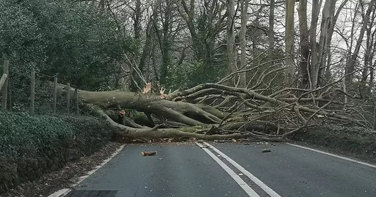 tree on road