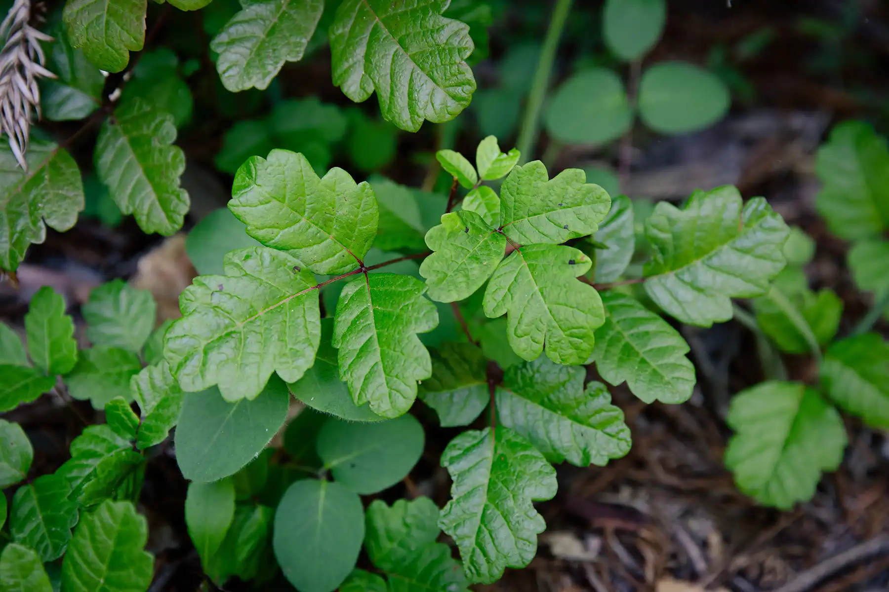 Poison Oak Plant