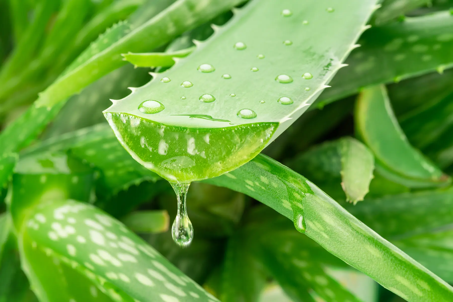 Aloe Vera