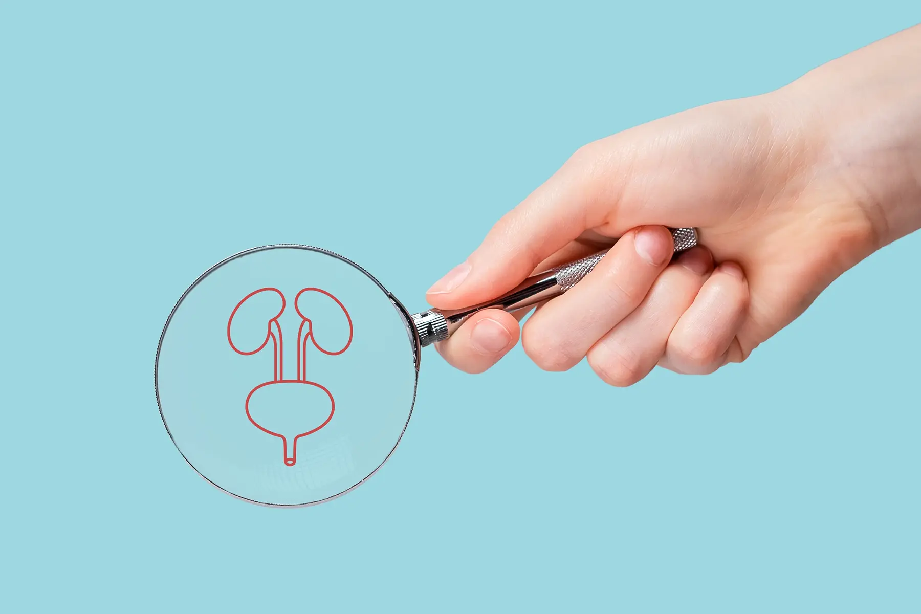 Holding a microscope over a diagram of the kidneys and bladder