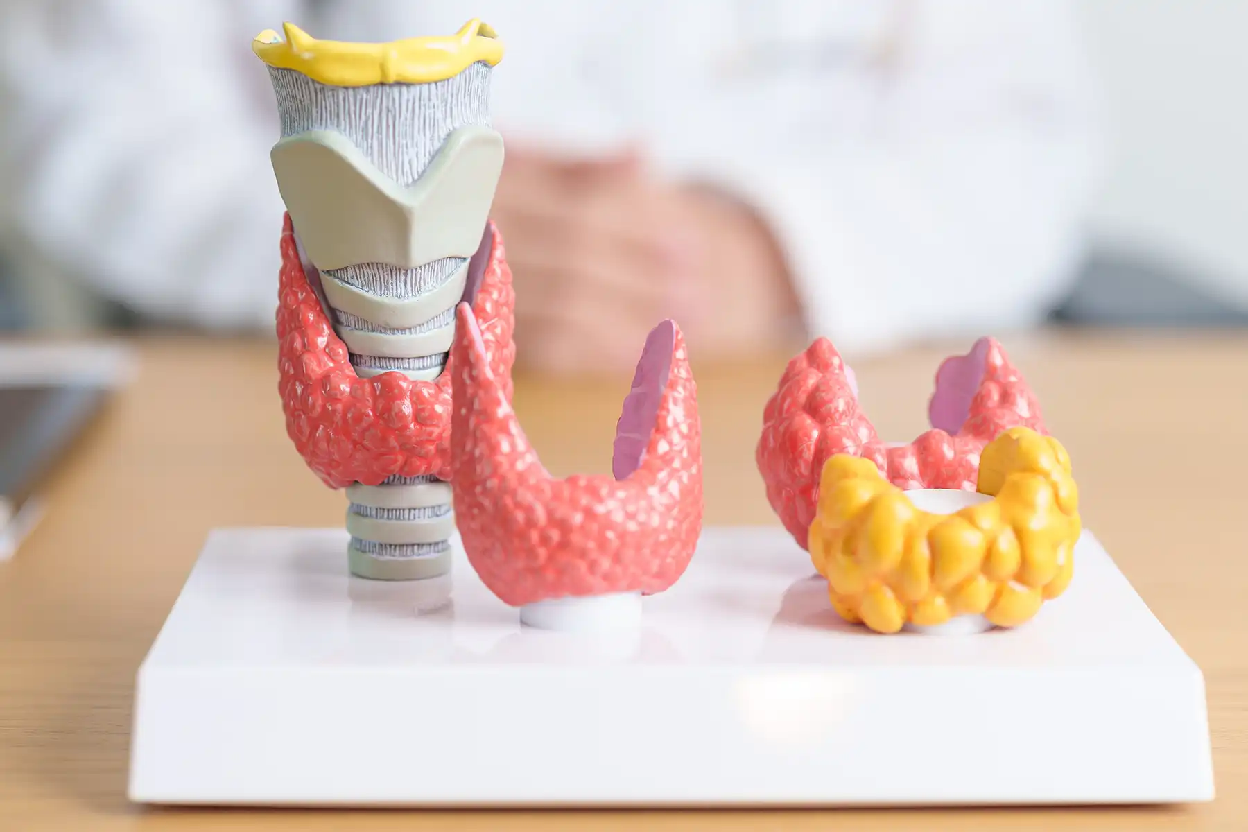 Anatomy of a thyroid models