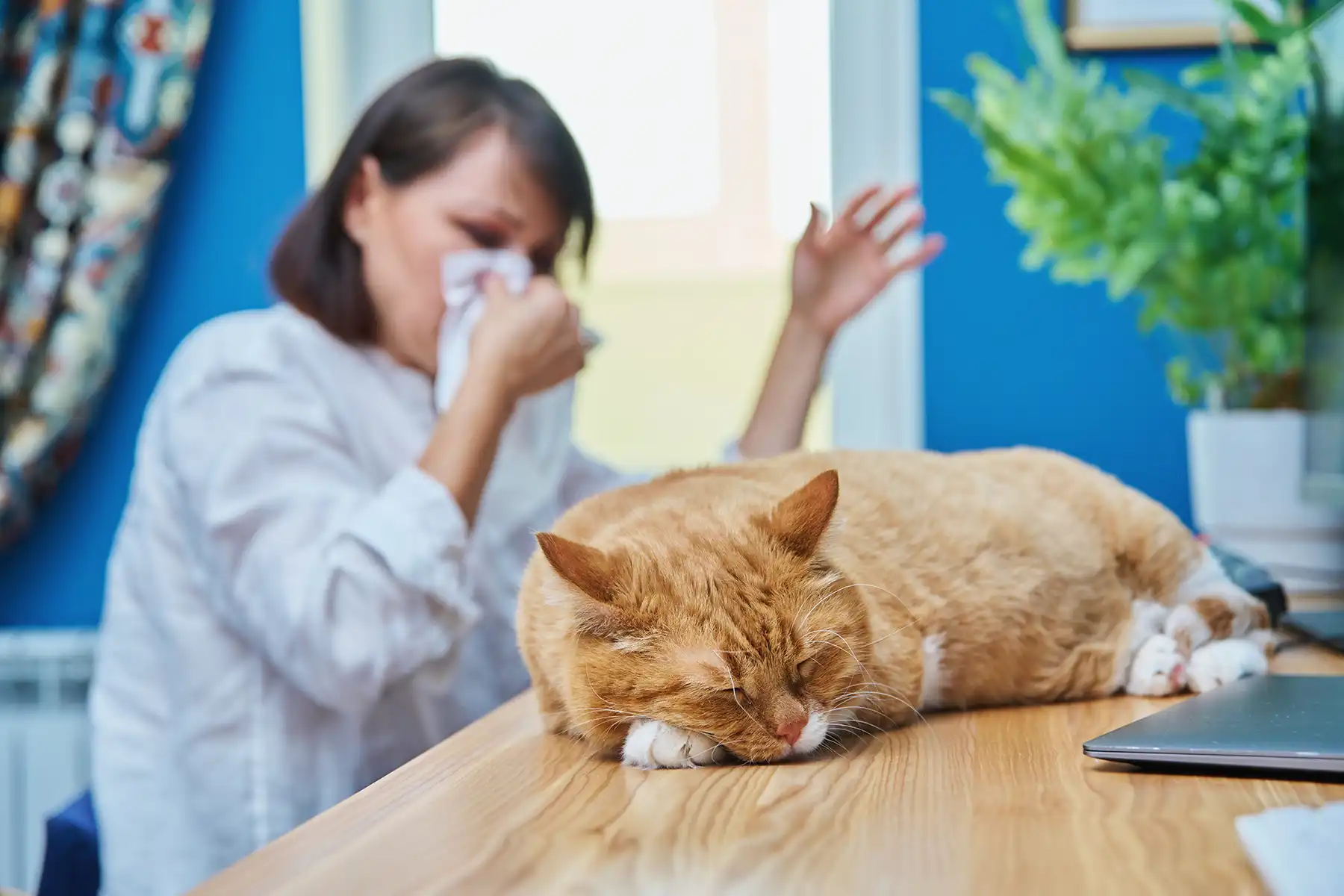 Woman sneezing as a cat sits on the table in front of her.