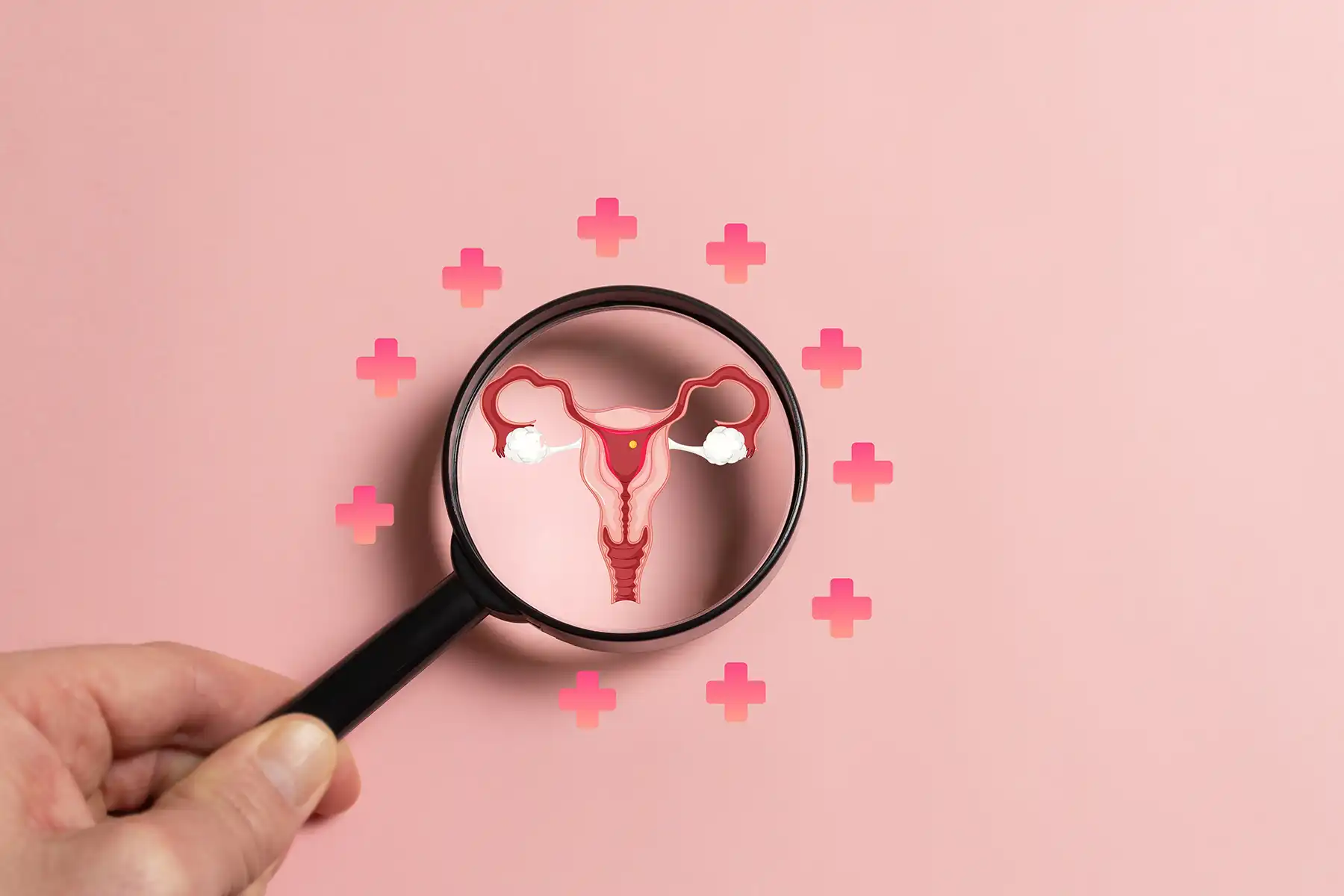 Microscope being held to a diagram of ovaries