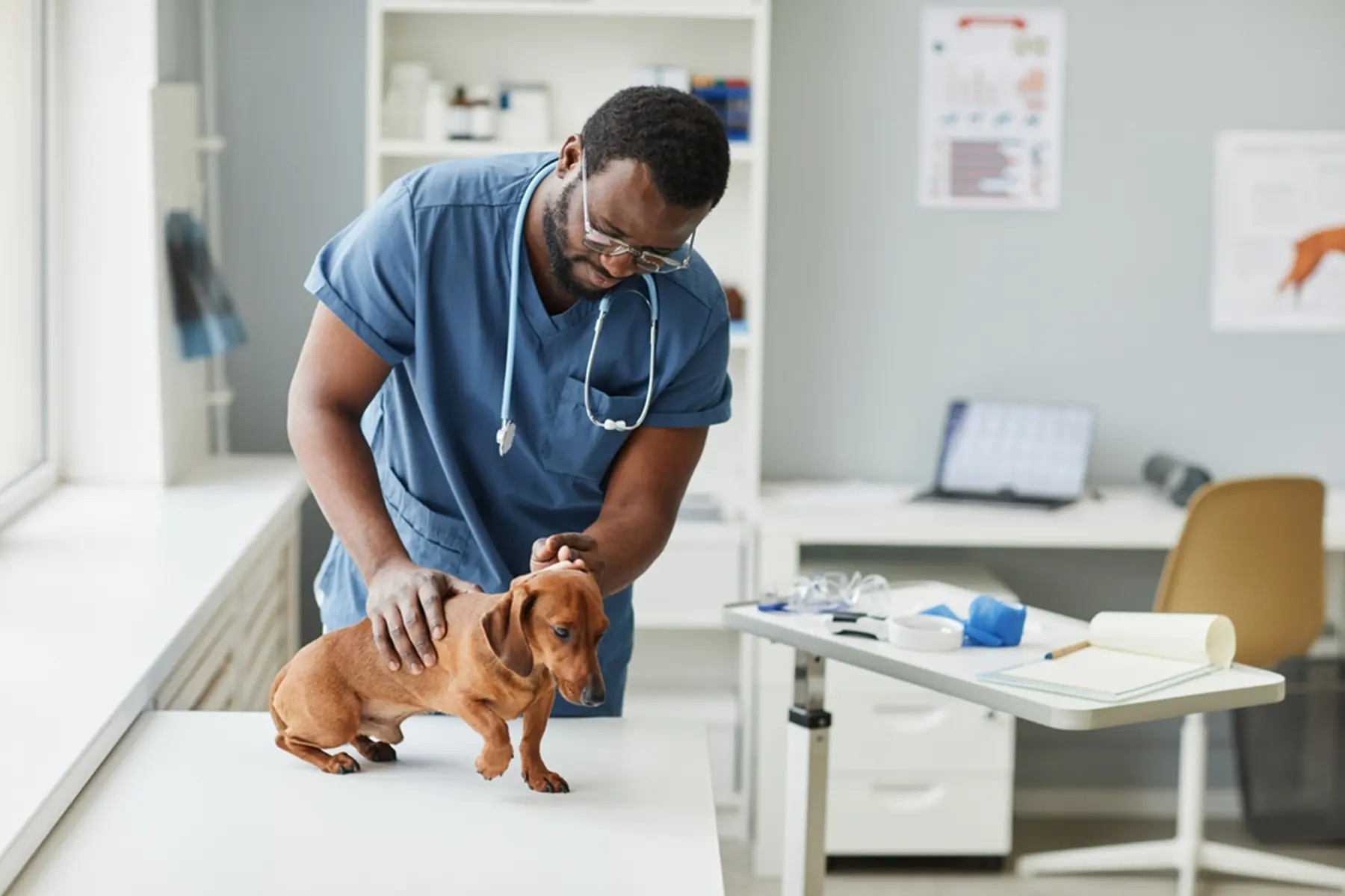 A veterinarian exams a dog on a table.