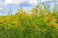 Ragweed Pollen Allergies LifeMD