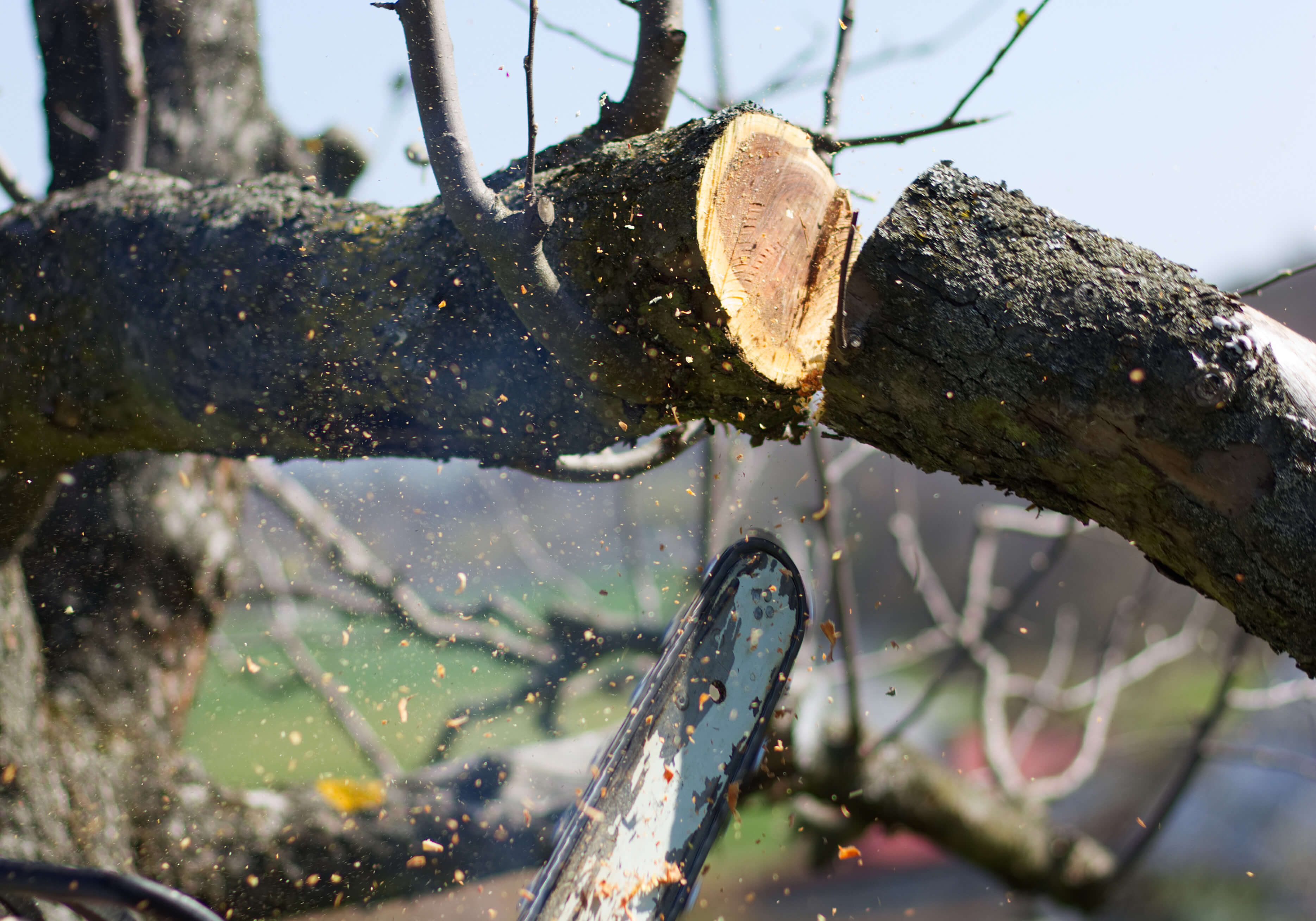 Trefelling beskjæring. Foto