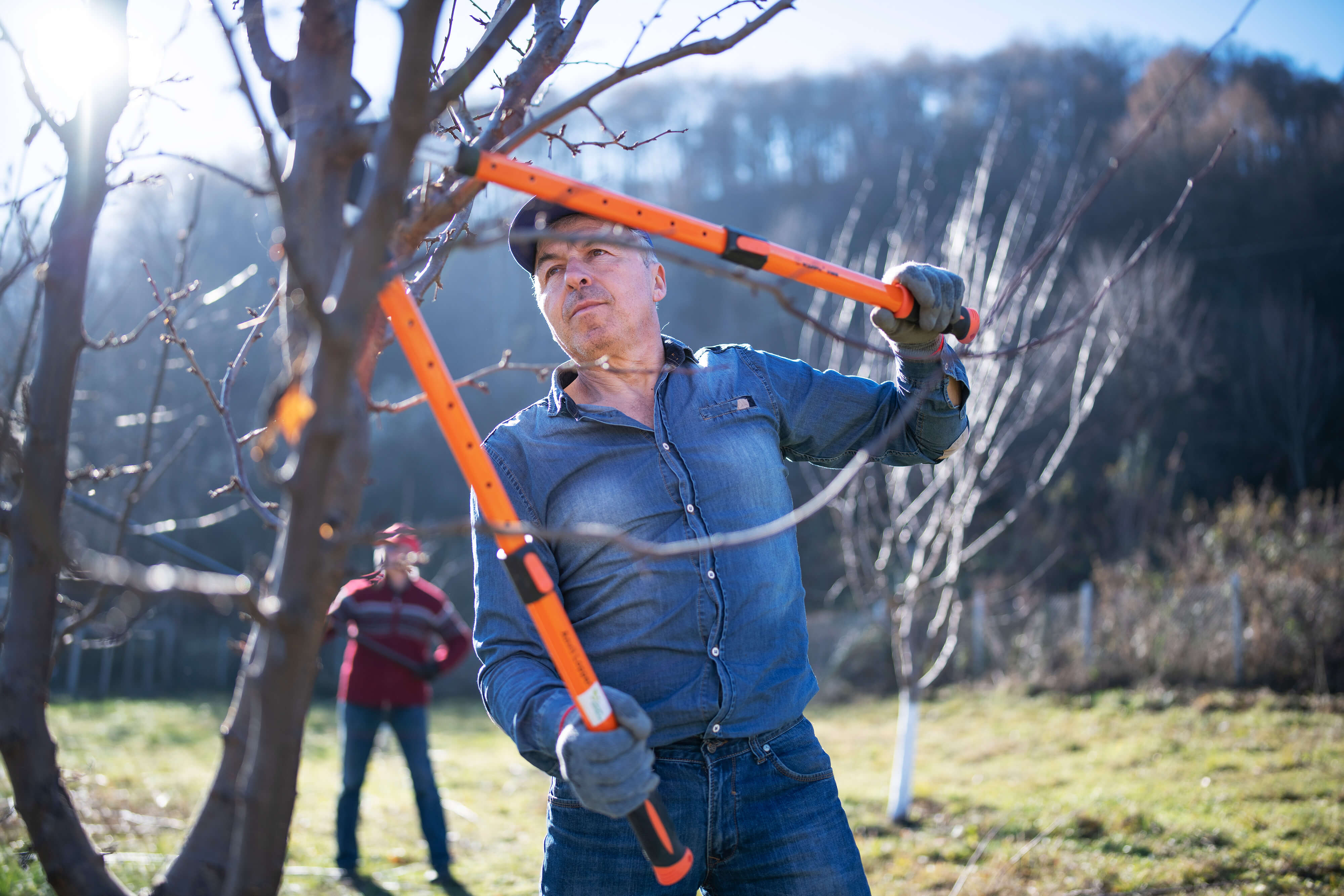 Mann som beskjærer et tre. Foto
