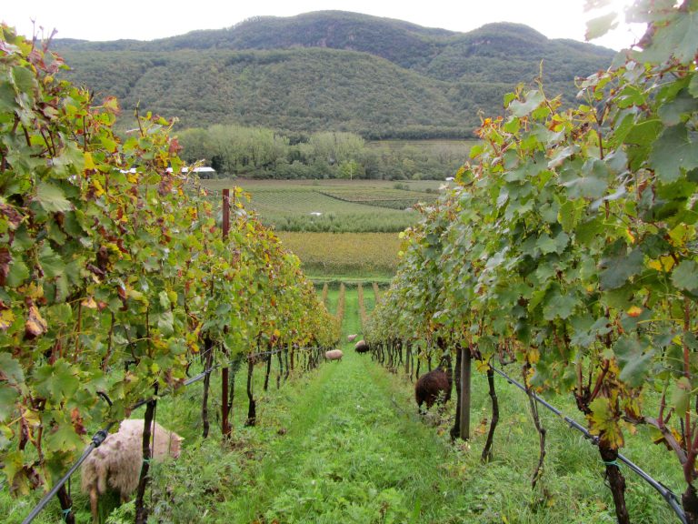 Use of sheep in Biodynamic organic vineyard farming