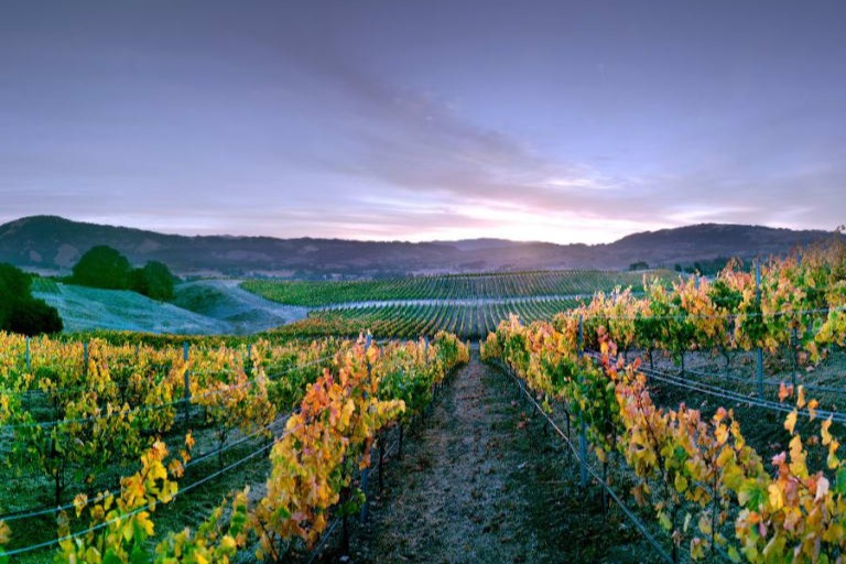 Matanzas Creek Winery