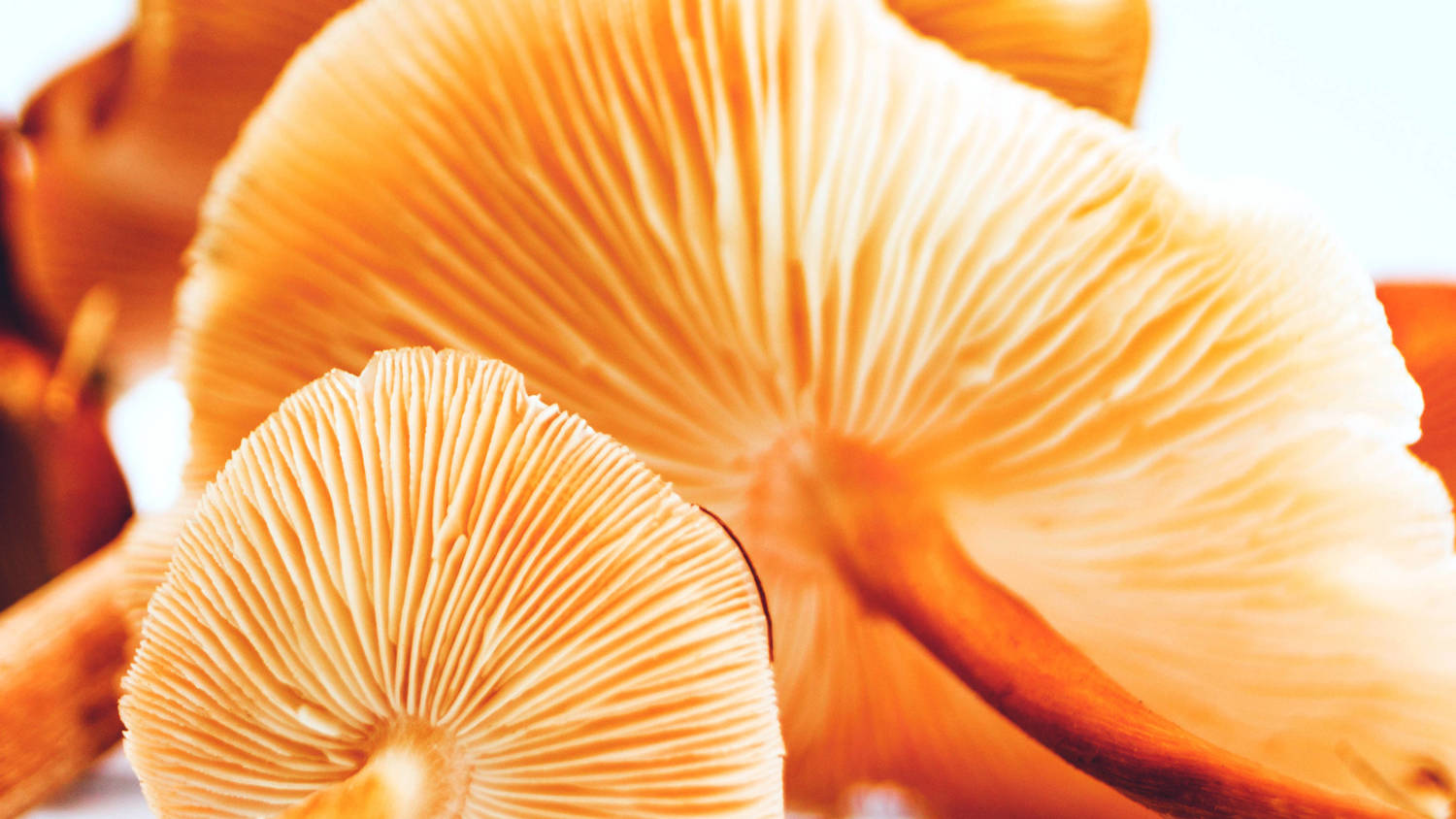 https://images.ctfassets.net/jca811l64s20/58HEMwUEuYnRrOTBsSOjSD/90f918edf6a80e1cba0cc298fe38db99/Cordyceps-mushrooms_16x9.jpg?w=1500