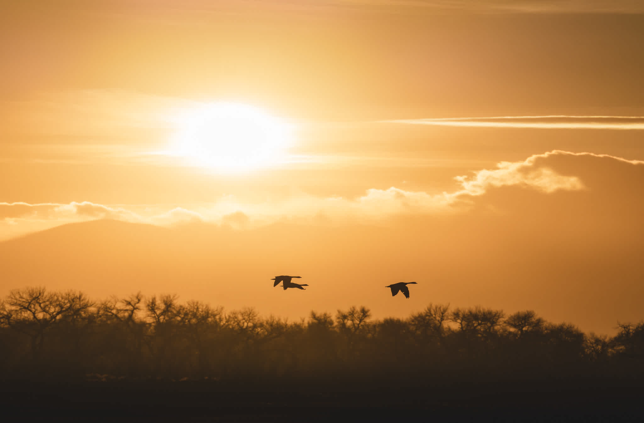 A photo of geese flying over a forest at sunset