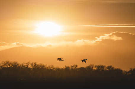 A photo of geese flying over a forest at sunset