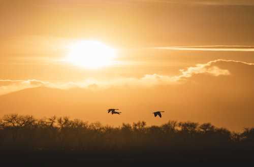 A photo of geese flying over a forest at sunset