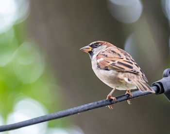 Sparrow on a wire in a backyard