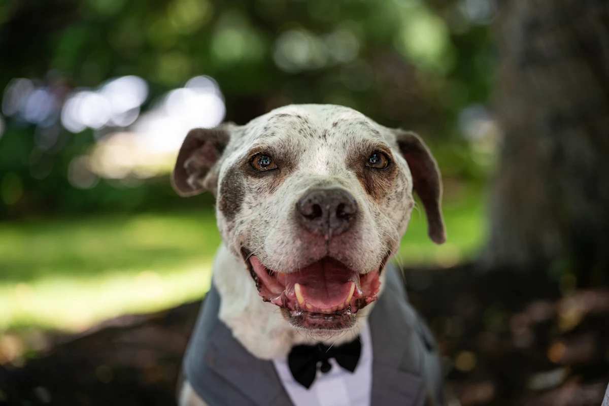 Dog in a bowtie