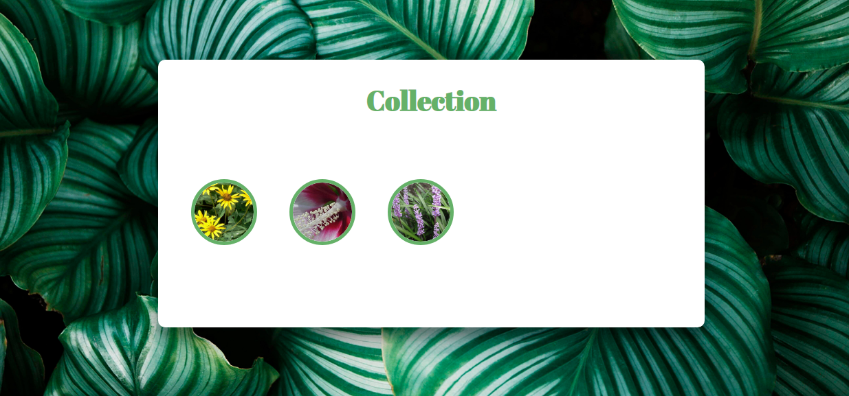collection-monstera
