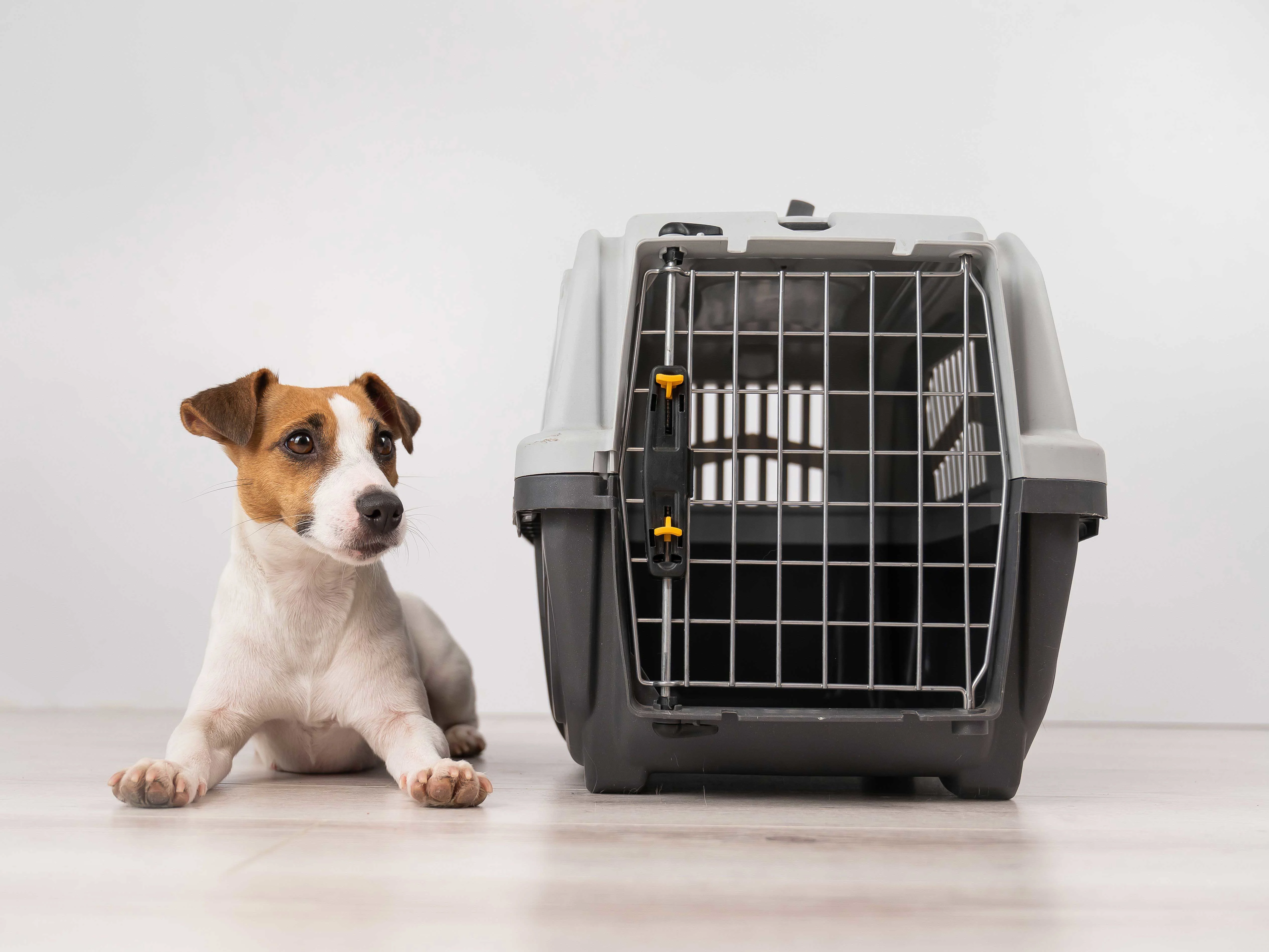 Adorable brown and white dog sitting beside a new dog crate, featured in step-by-step guide on cleaning a dog crate