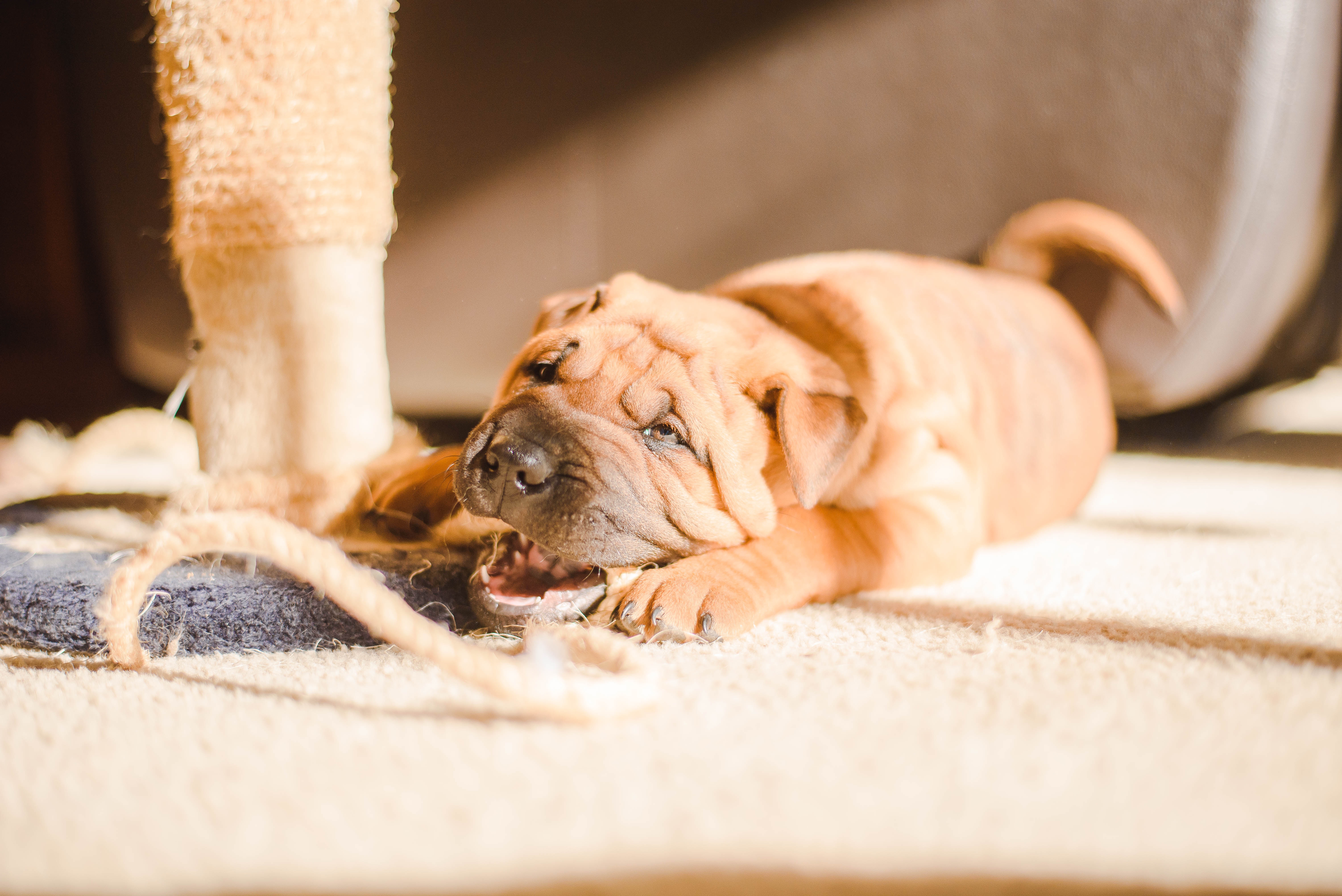 Five practical tips for pet proofing your home - RugPadUSA