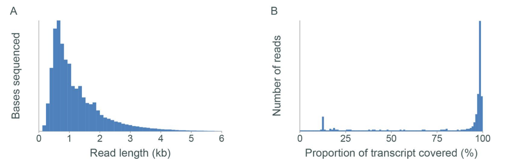 Cell line RNA3