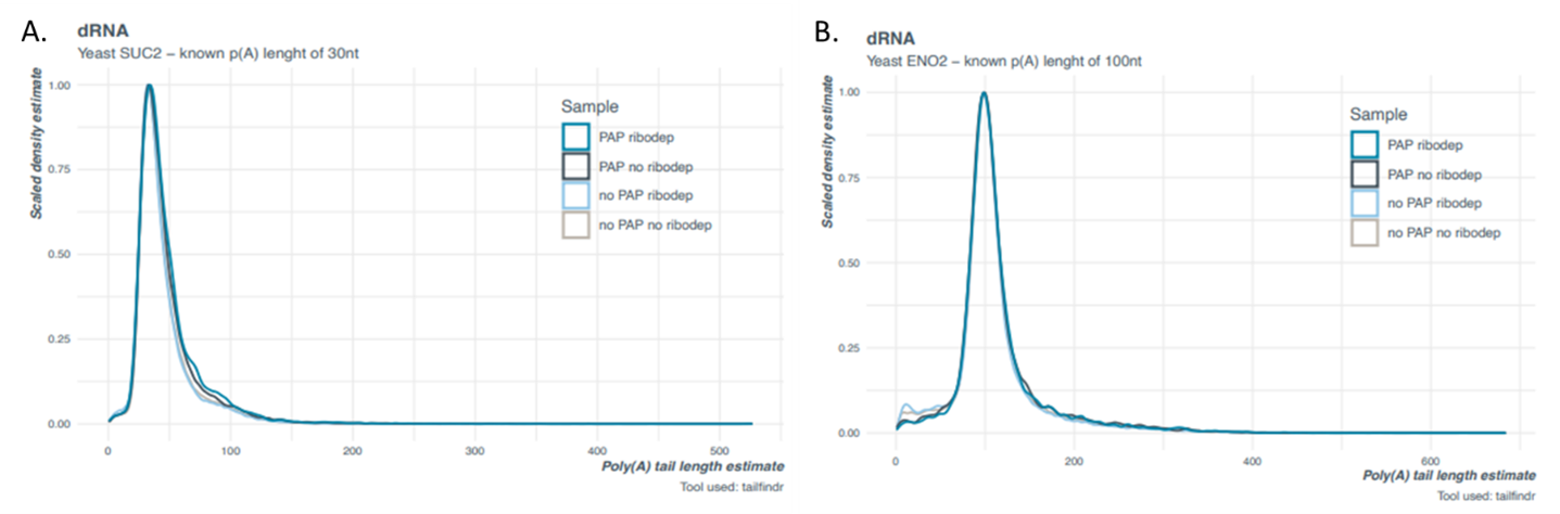 Measuring poly(a) tails image 2