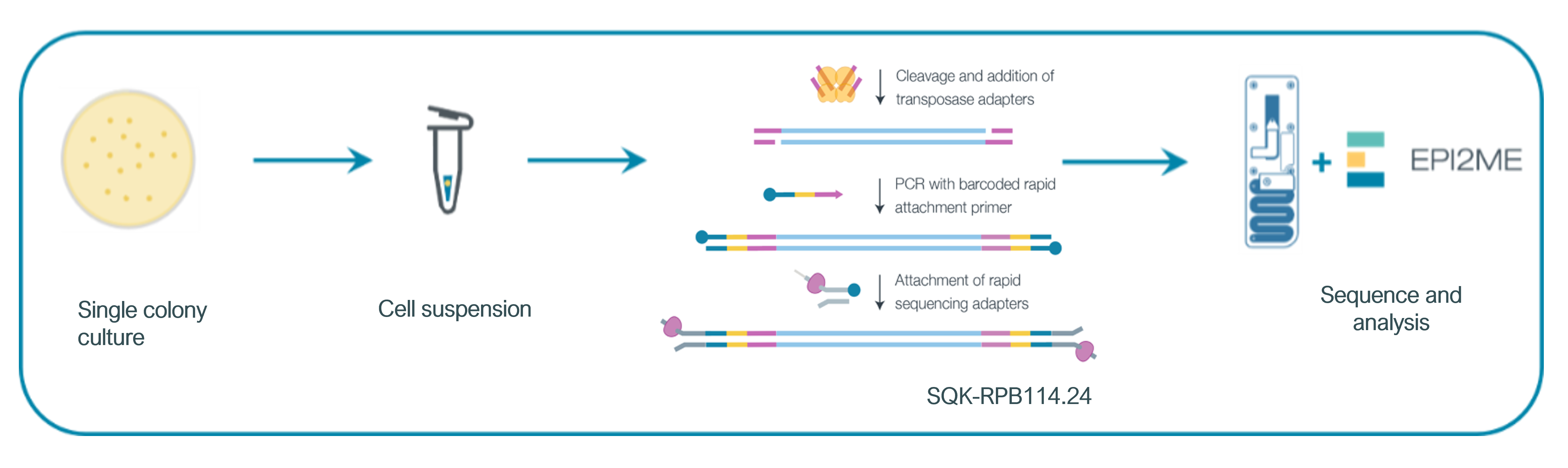 Salmonella serotyping RPB114 workflow