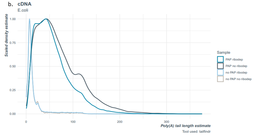 Figure 4b. Poly(A) tail length estimation.