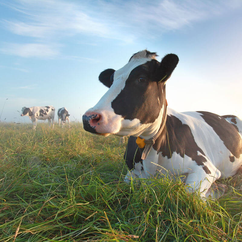 Sustainability Des objectifs ambitieux