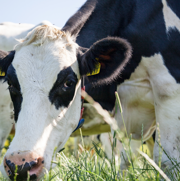 Sustainability Bien-être animal