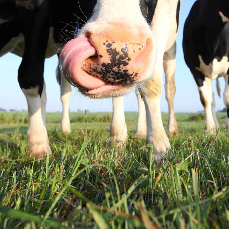 Sustainability Ein weiteres Plus