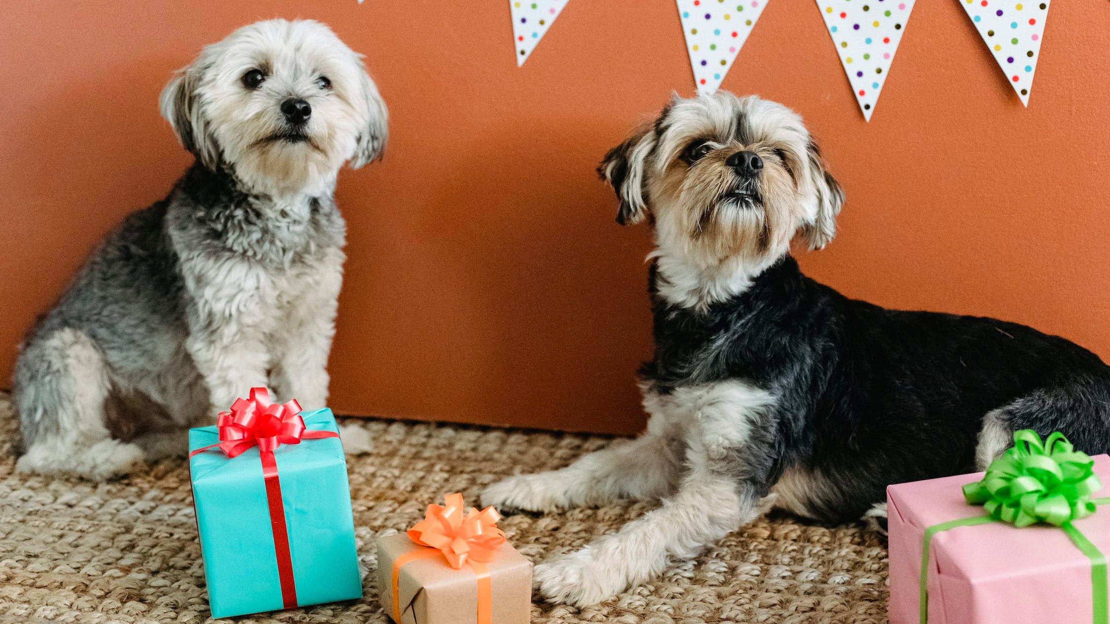 Two dogs near their presents