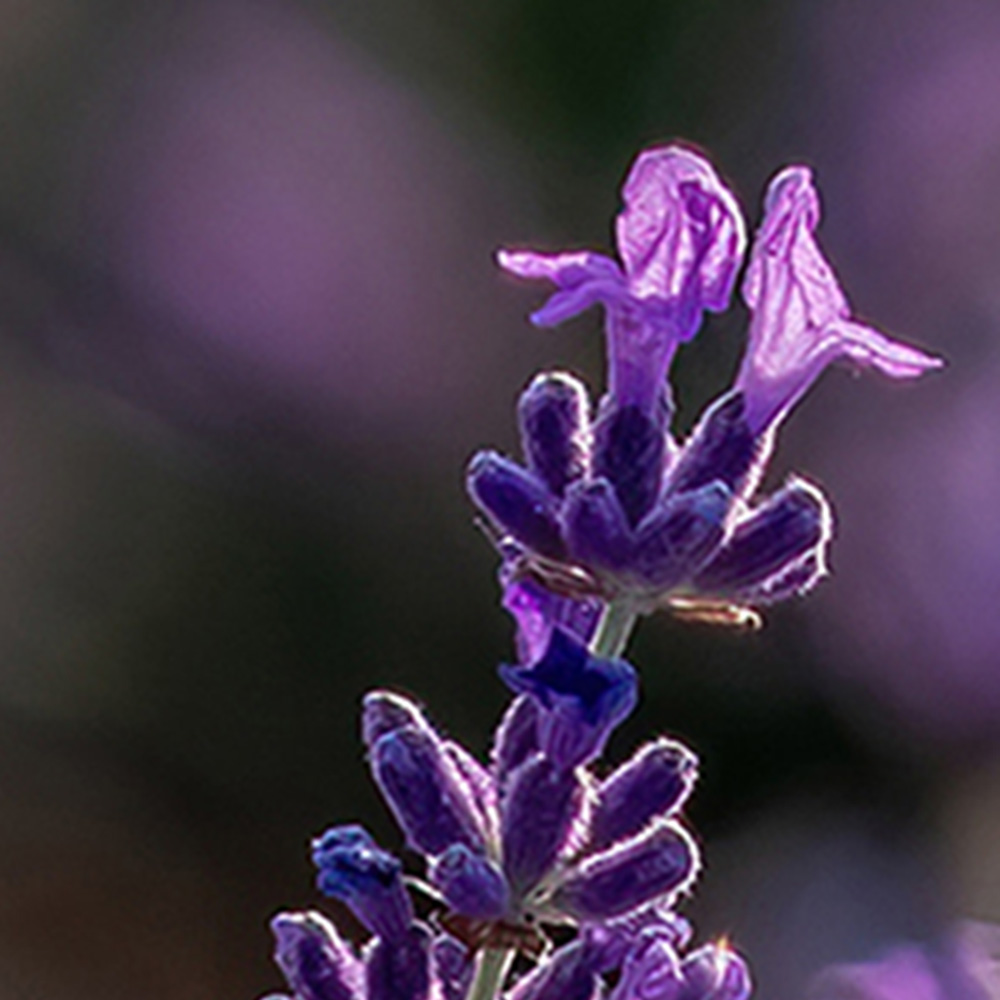 Lavendelessenzen