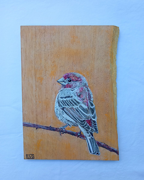 Pinzón Mexicano (House Finch)