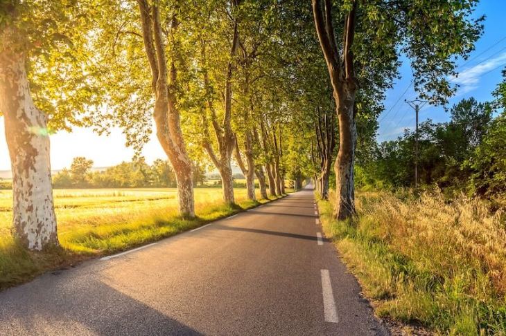 a tree lined road with the Sun shining through the gaps