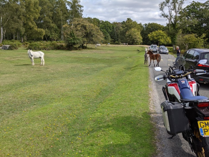 horses playing in the road in the New Forest