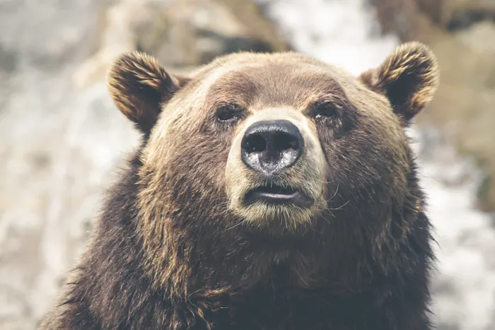 What's the Difference Between a Bull & Bear Market?