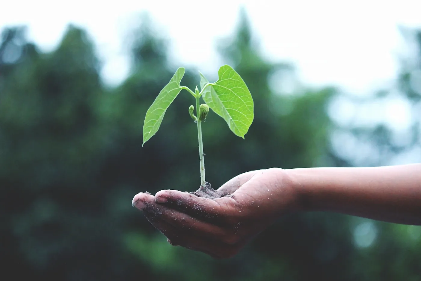 How to Invest: Moat - The Big 4 Growth Rates