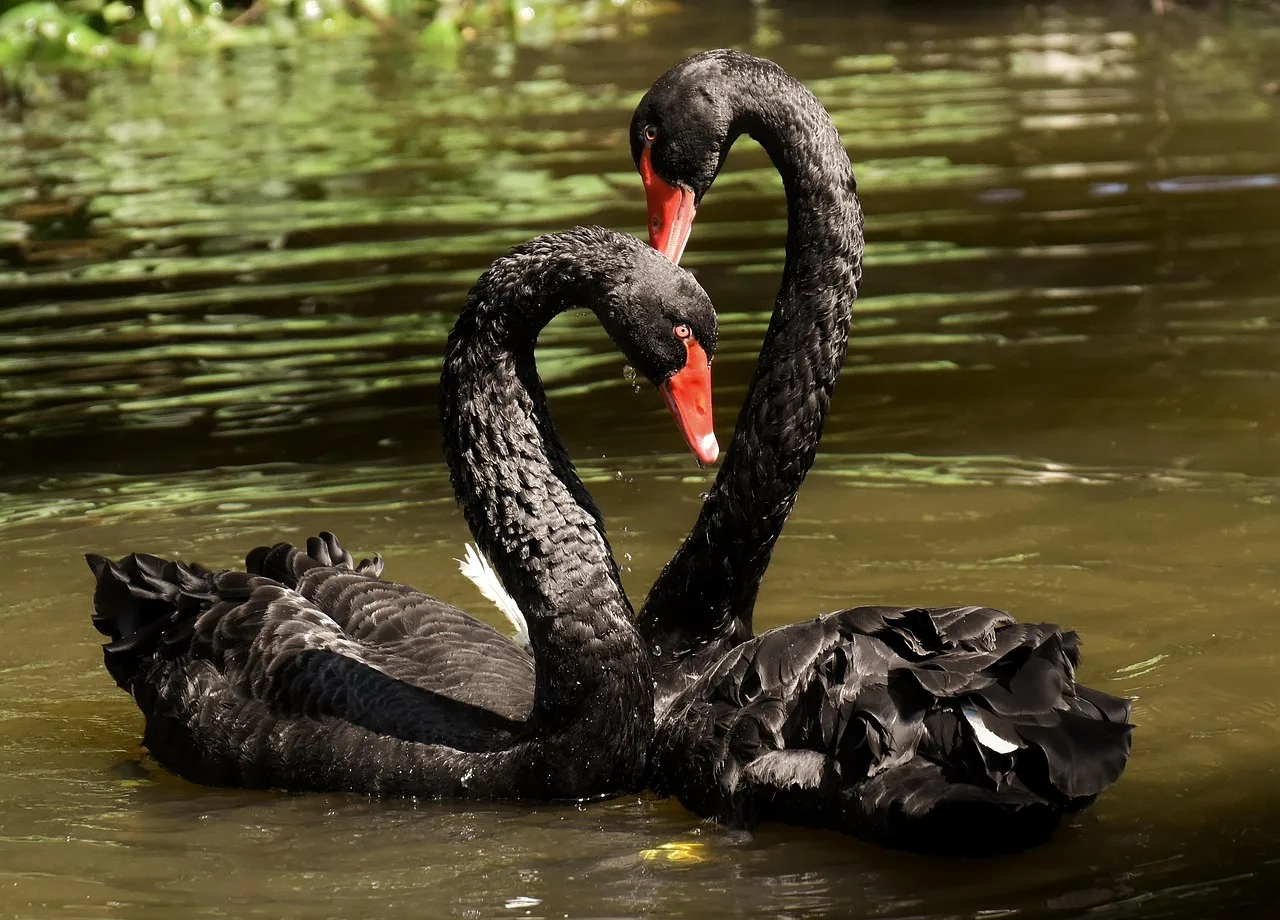 How Rule #1 Investors Prepare for Black Swan Events